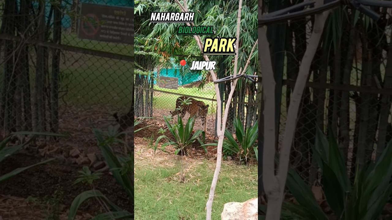 Nahargarh biological park Jaipur#nahargarh#jaipurcity #jaipur #nahargarhbiologicalpark#jaipurlove