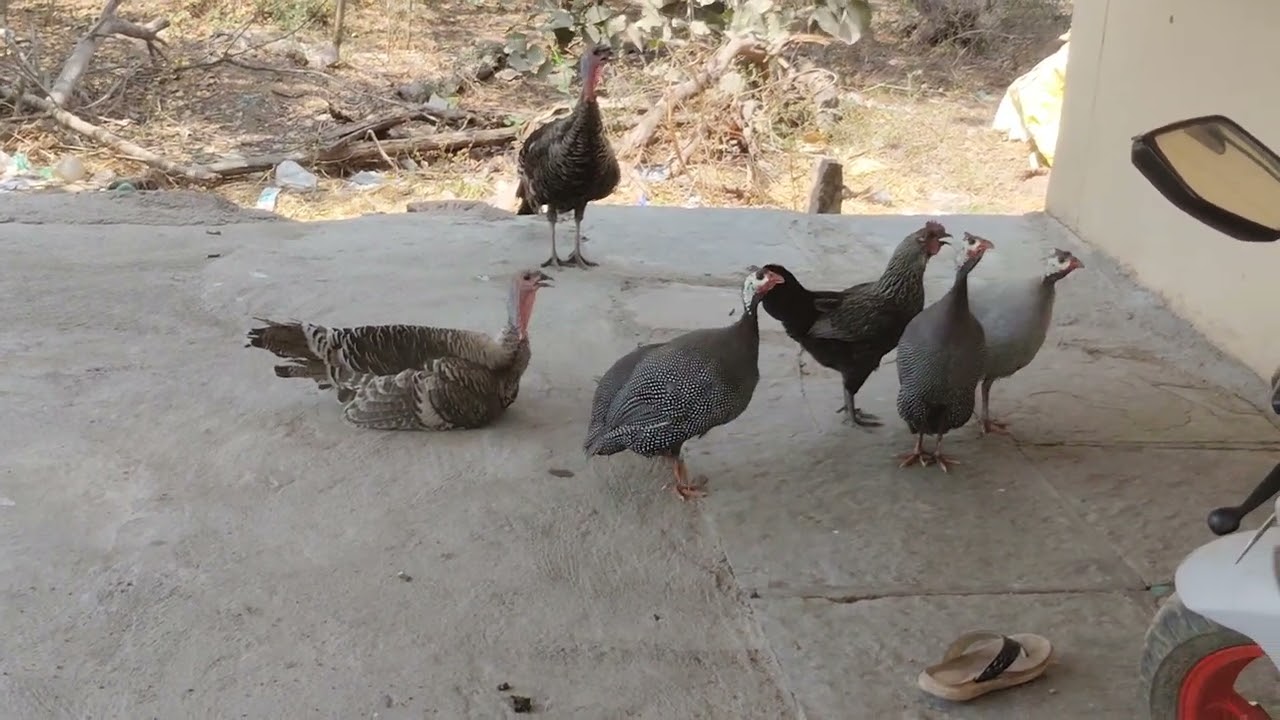 గినియా కోడి అరుపులు వినండి 🐔 | Real Guinea Fowl Sounds | Telugu Nature Sounds