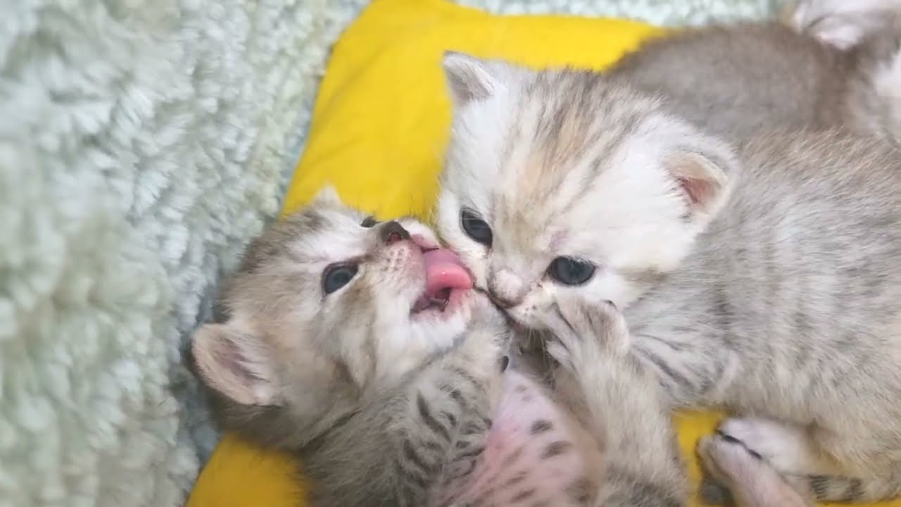 Котята целуются / 20 дней после рождения котят