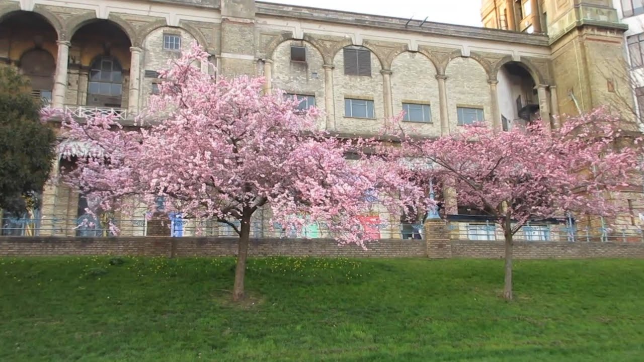 Walking Around Alexandra Palace London | Cherry Blossom Scenery