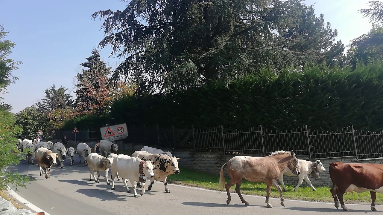 Transumanza in Val Susa