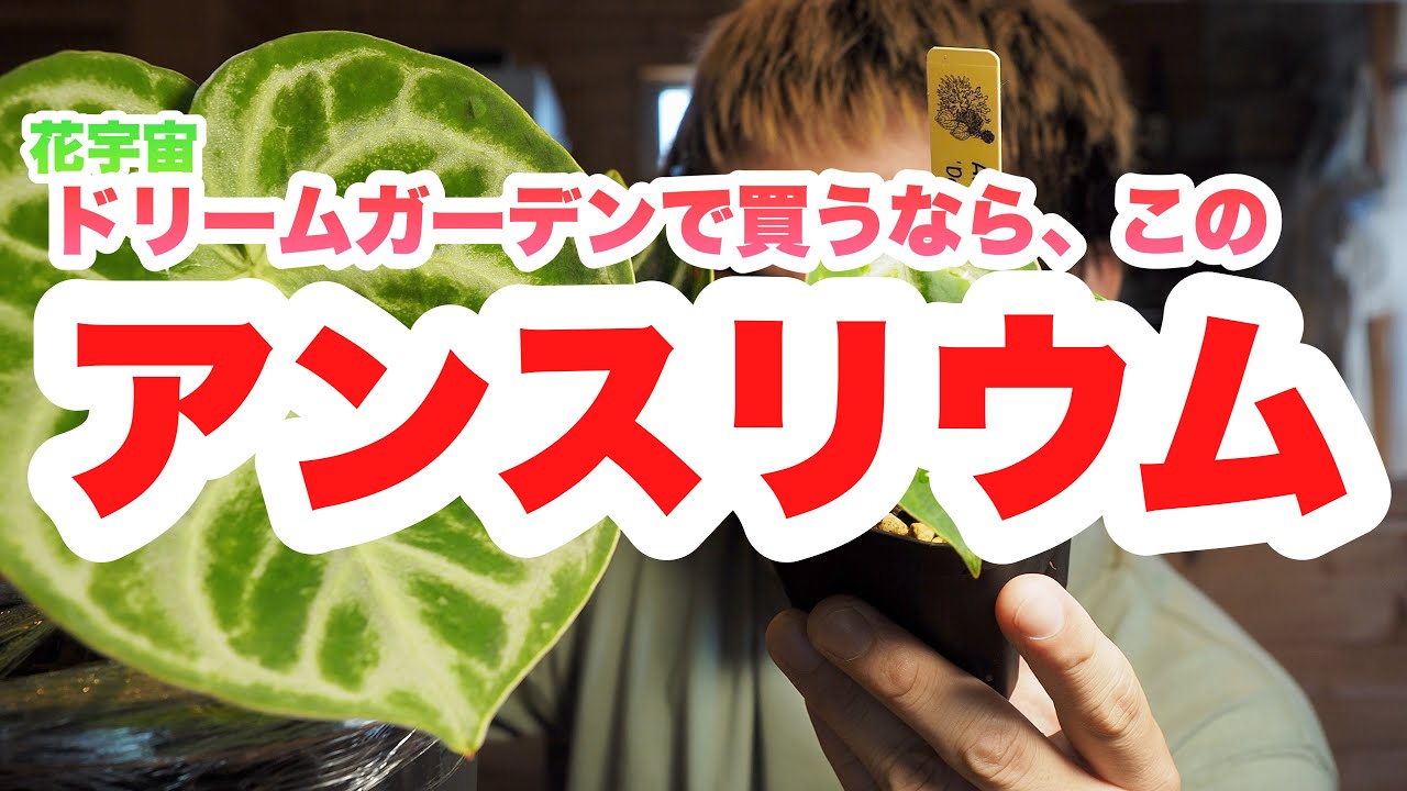 【アンスリウム】花宇宙ドリームガーデンで買える、オススメのアンスリウム【植物紹介】【わくわくを買え】
