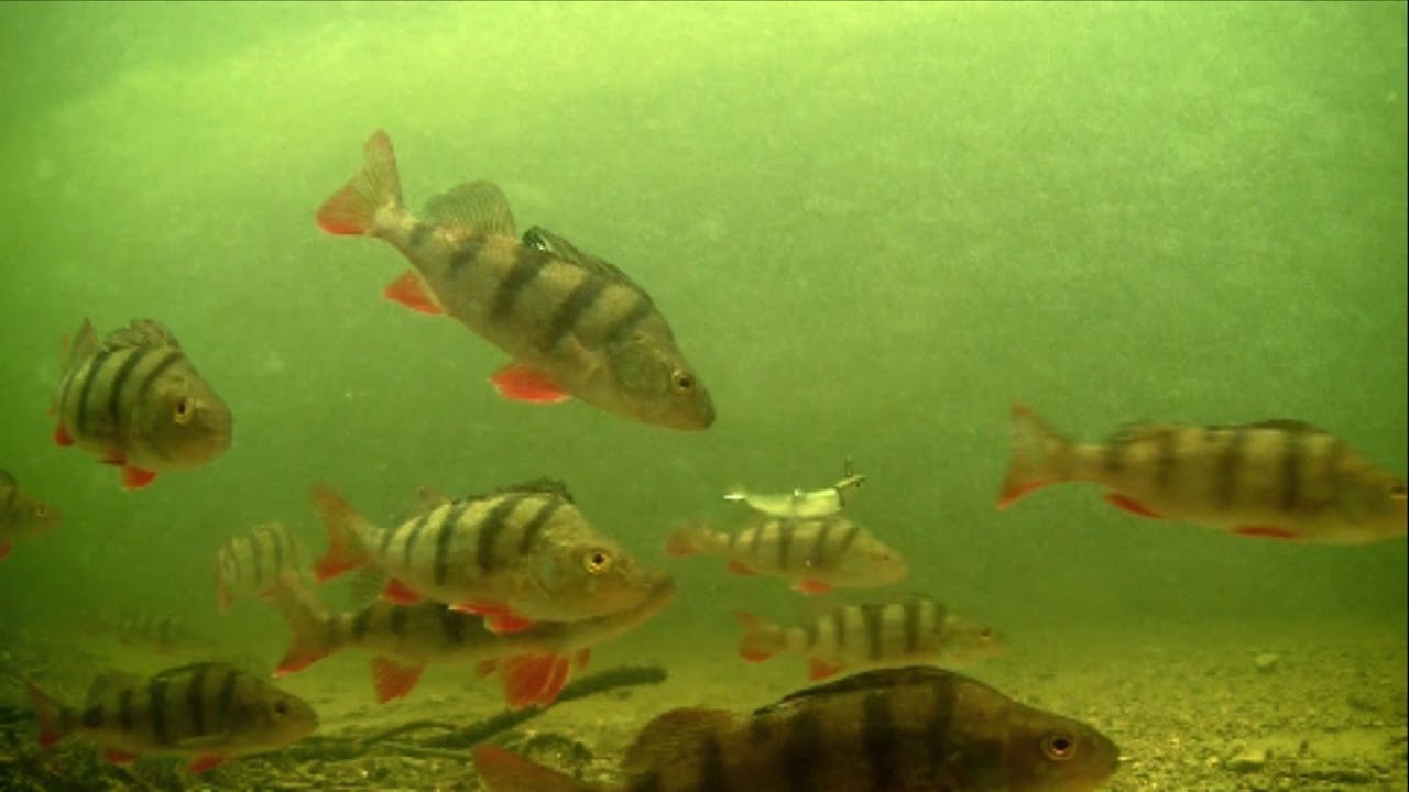 Black Minnow attacks: perch fishing with lures. Рыбалка окунь ультралайт.