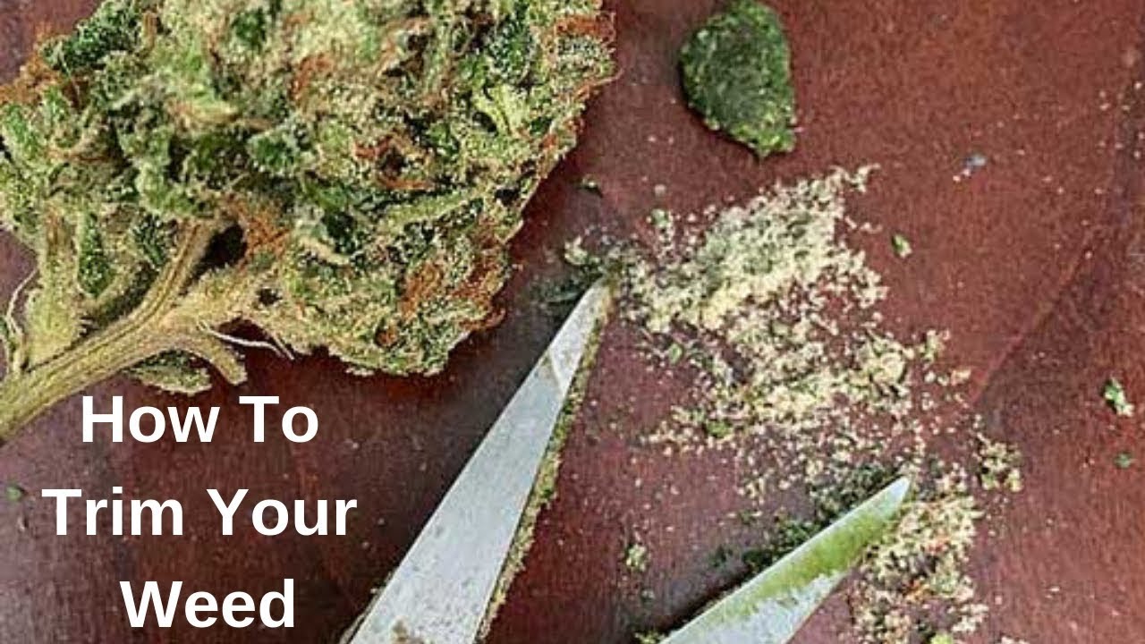 How To Trim Marijuana Buds