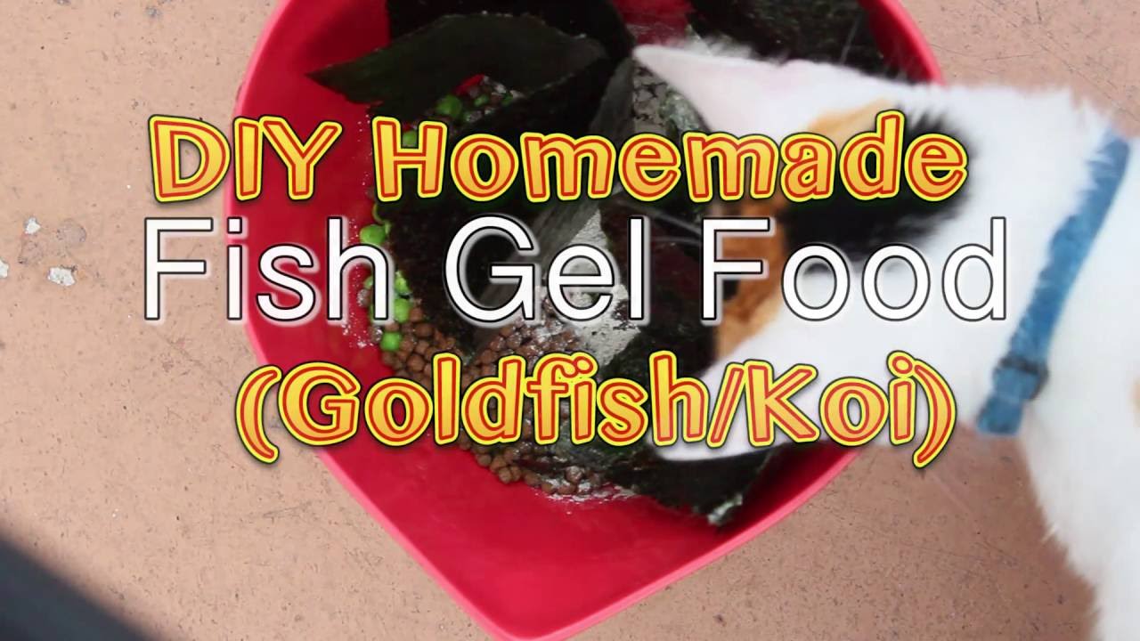 DIY Homemade Fish Gel Food (Goldfish/ Koi)