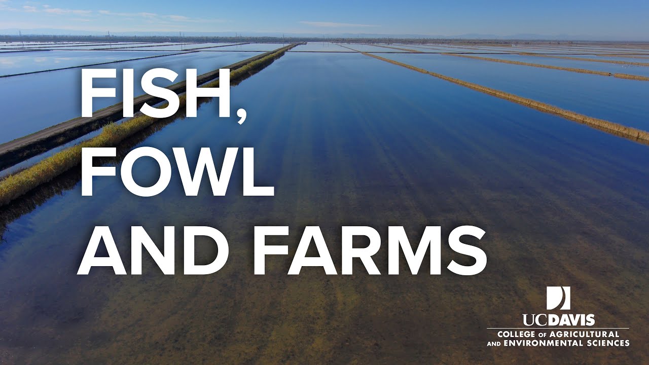 Fish in the Fields: UC Davis's Bold Approach to Sustainable Farming
