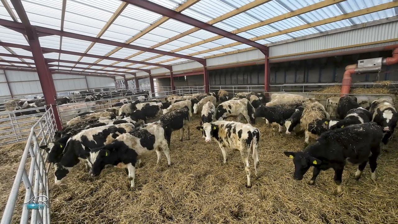 Fresh Bedding for the Cows and Heifers
