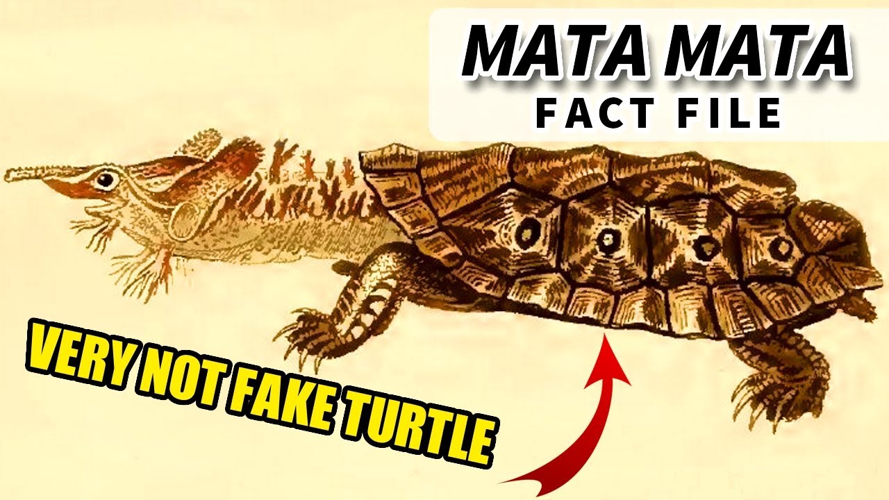 Факты о черепахе Мата Мата: ВЫ встречали МАТА МАТА?