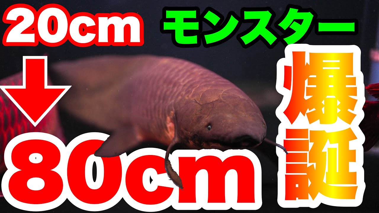 モンスターサイズ大型魚爆誕！100年生きる魚を3年飼育してみた結果！#大型魚 #aquarium #熱帯魚 #アクアリウム #ネオケラ #肺魚 #過密 #大型水槽 #古代魚