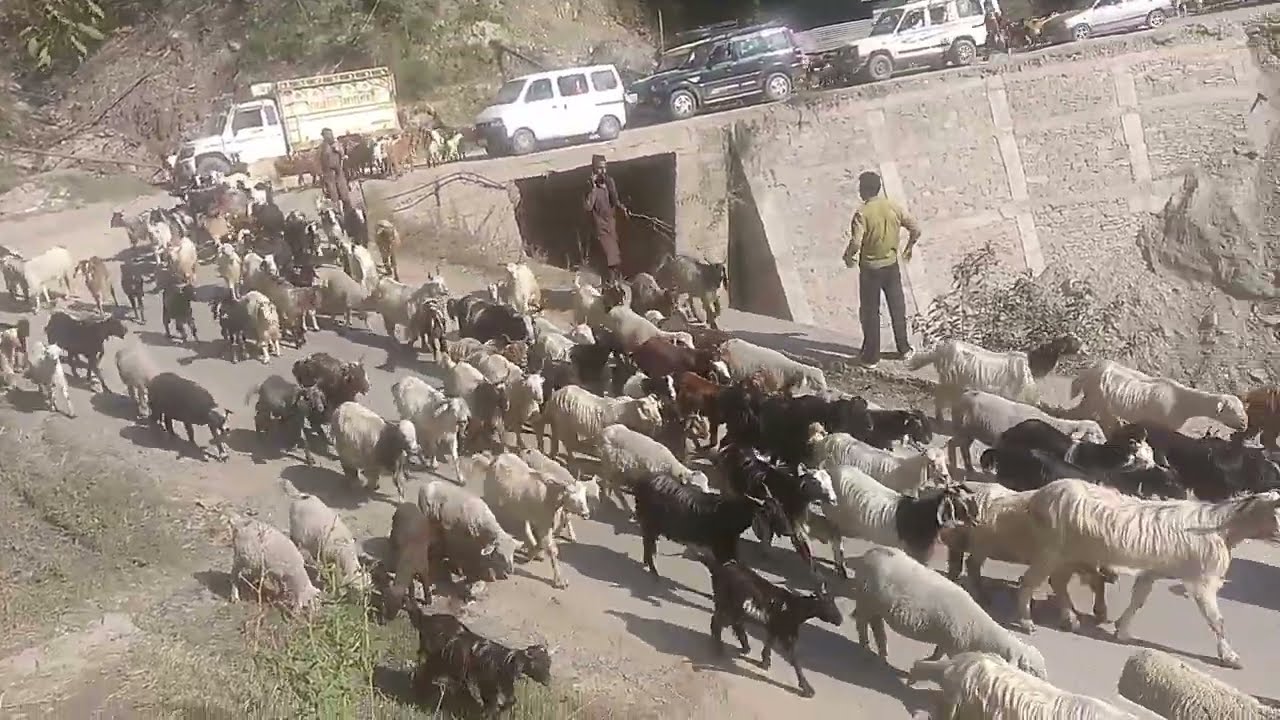 Himalayan Shepherds lifestyle || Kashmiri Goats 🐐 
