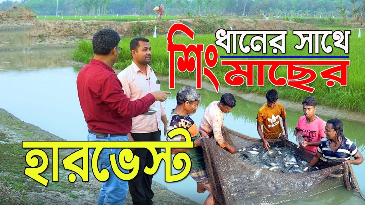 ৩০ হাজার দেশী শিং মাছ ৫ কাঠা জমিতে চাষ । ধানের সাথে শিং মাছের হারভেস্ট। এটা কি সম্ভব? যশোরের রিপন