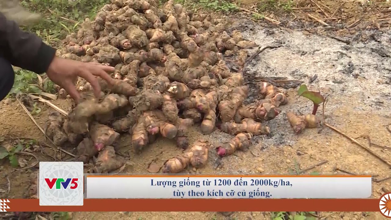 [TIẾNG MÔNG] KỸ THUẬT TRỒNG VÀ CHĂM SÓC DONG GIỀNG | VTV5