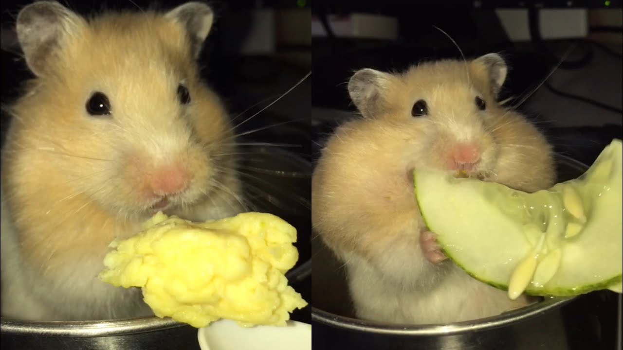 Hamster Chim2x🐹 eating scrambled egg (no oil) & cucumber 🥒 |ASMR