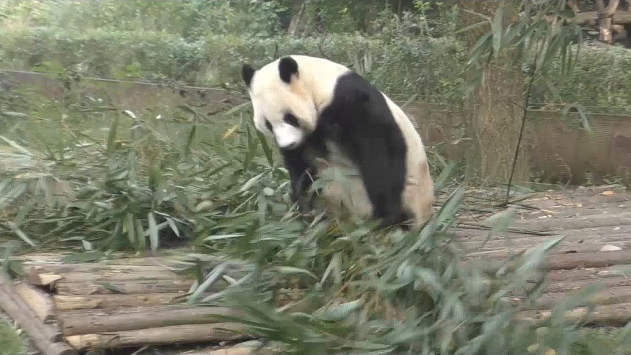 【お隣さんもビックリ!?】🐼健在！陽浜姉さんのハッスルタイムｗ🌞✨【小暴れパンダｗ】Giant Panda -Youhin-☆Hustle