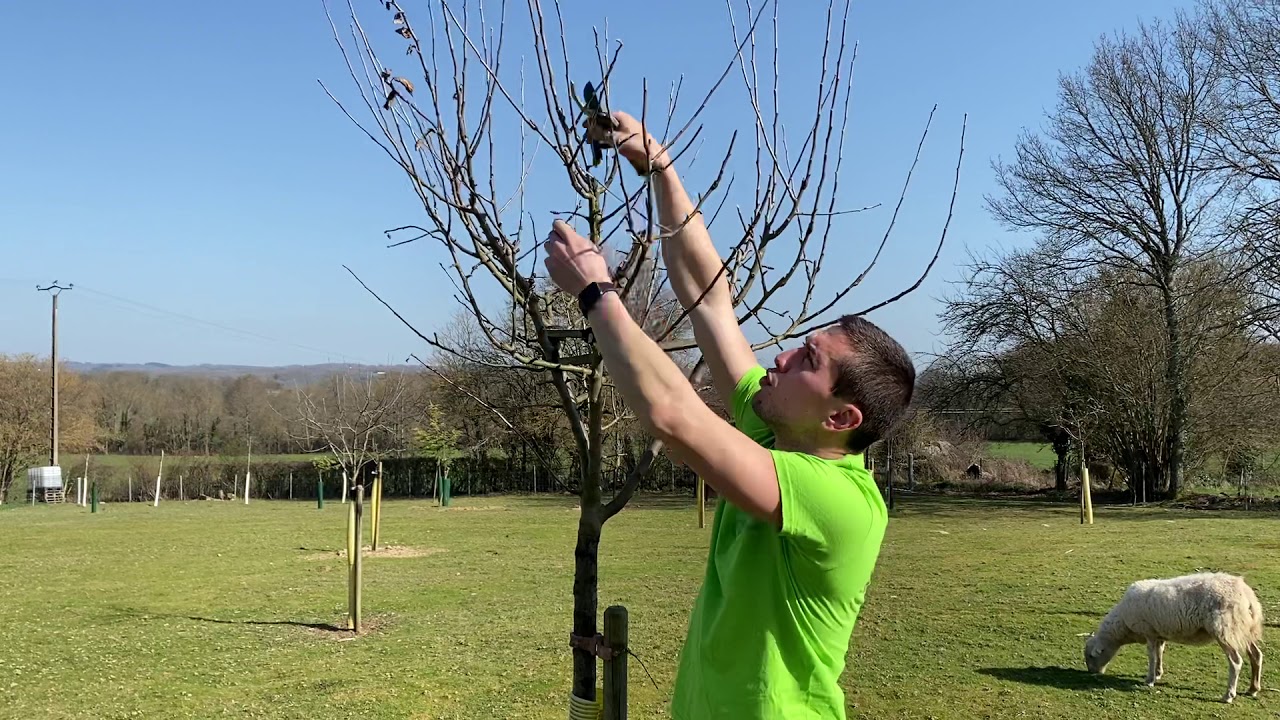 Tailler les arbres fruitiers (conseils de base pour les débutants)