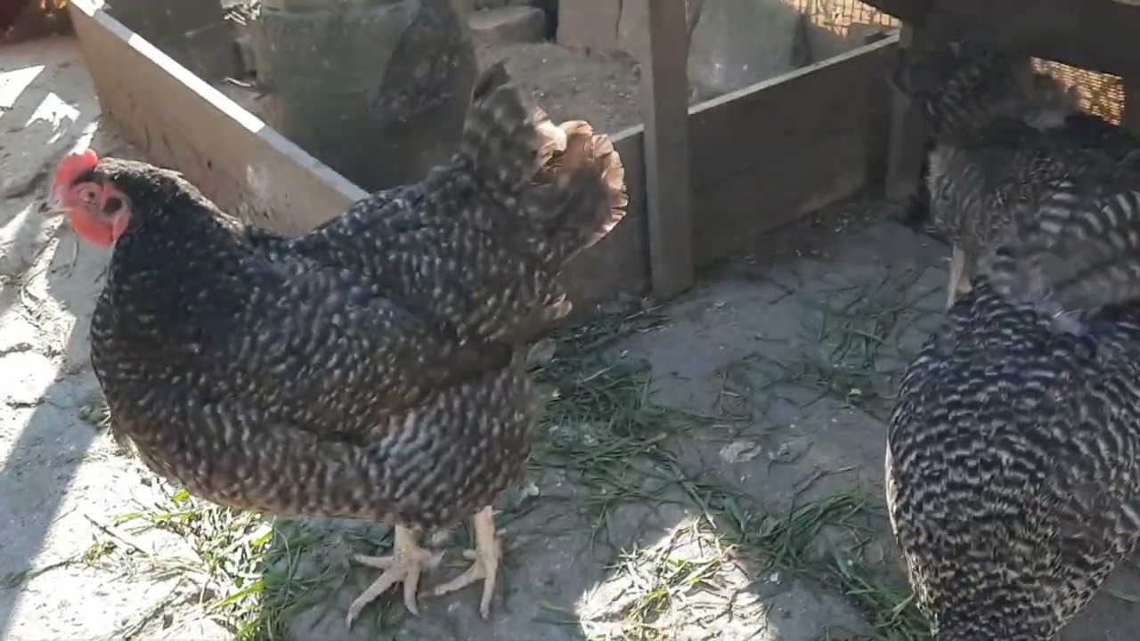 Wyandotte hens / Kury Wyandotte miniaturowe, Green Shell, Amrock, Appenzeller / Garden kuRaż