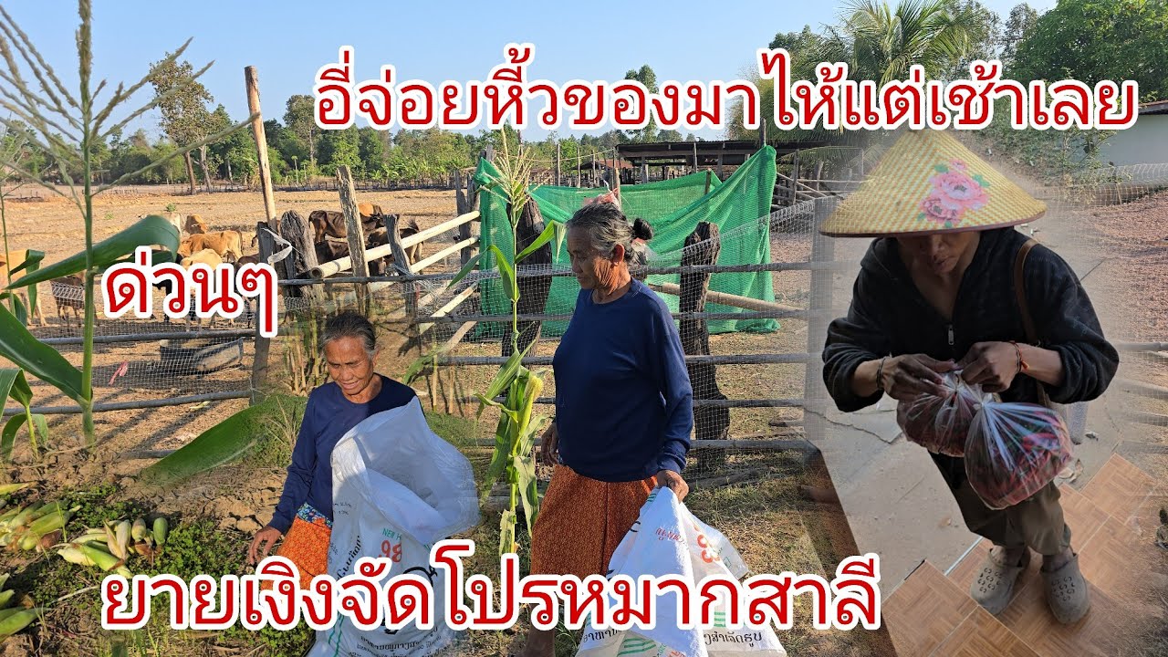 อี่จ่อยหี้วของมาไห้แต่เช้าวันนี้ยายเงิงจัดโปรขายสาลียกสวนใผสิชื้อละยายบาดนี้