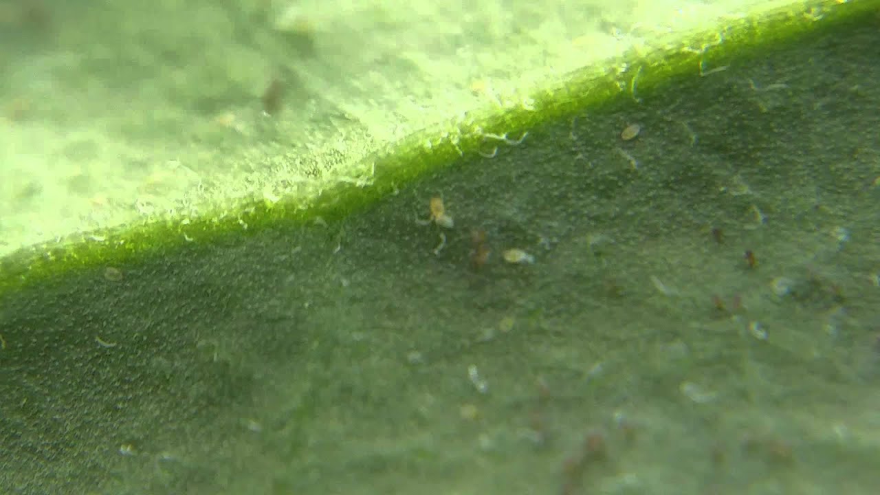 Amblyseius swirskii [Swirskii Mite] Consuming Bemesia tabaci [Silverleaf Whitefly] First Instar