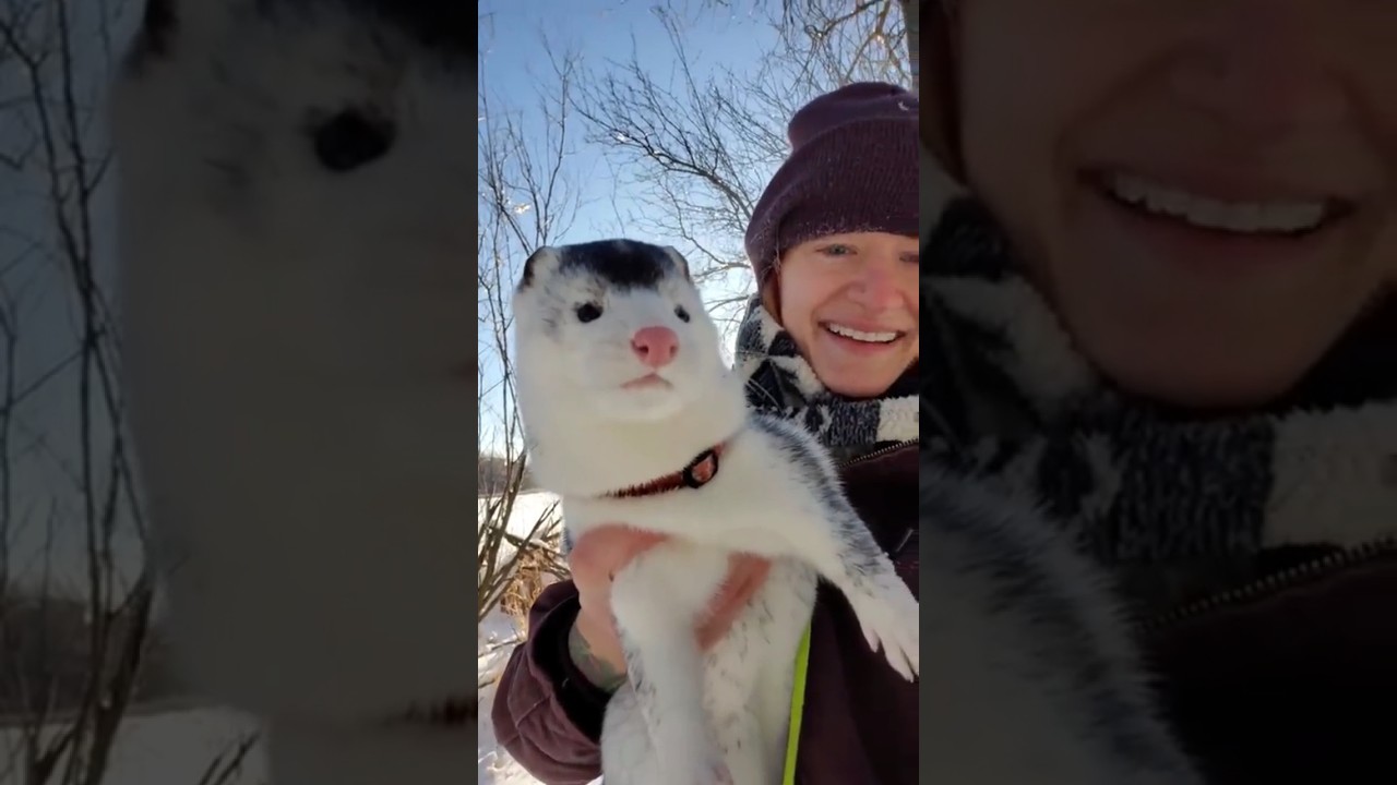 #Mink running in Snow 😍 ☃️🧣#Cute animals with Owner #Unique pets #Shorts