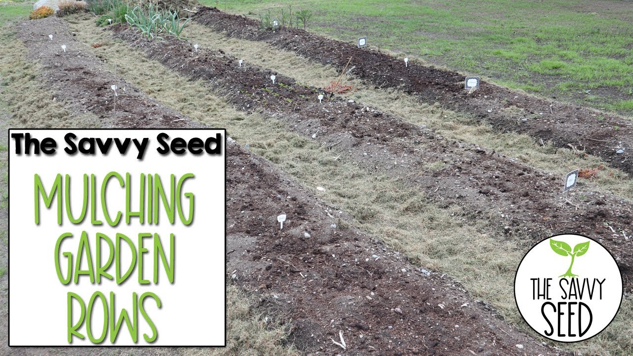 How-To use Grass Clippings and Mulch for Weed Control in Your Vegetable Garden Rows