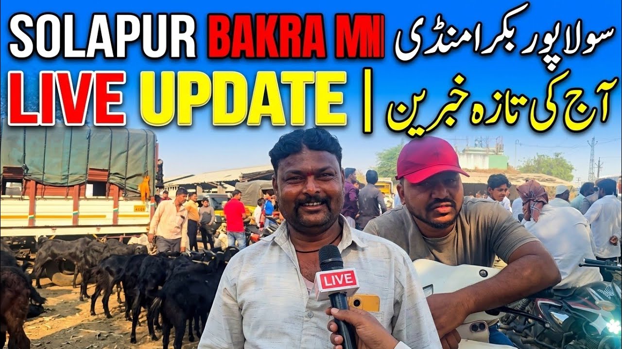 Solapur Bakra Mandi Live Update 3/3/2026 | Goat Market Solapur.
