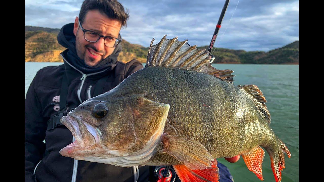 Pesca de Percas Fluviatilis 2019 en pato. Fluviatilis Float tube fishing