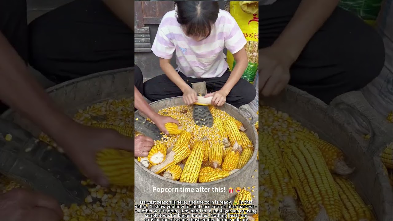 Harvest Corn: Shell Kernels Fast & Easy! 🌽💪