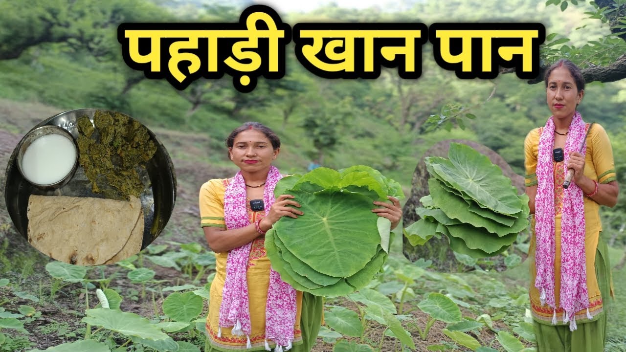 पहाड़ी खान पान।।अरबी पत्ता रेसिपी।।Arbi Patta Recipe।।Arbi Patta Patod।।Arbi Ki Sabji।। Arbi Saag।।