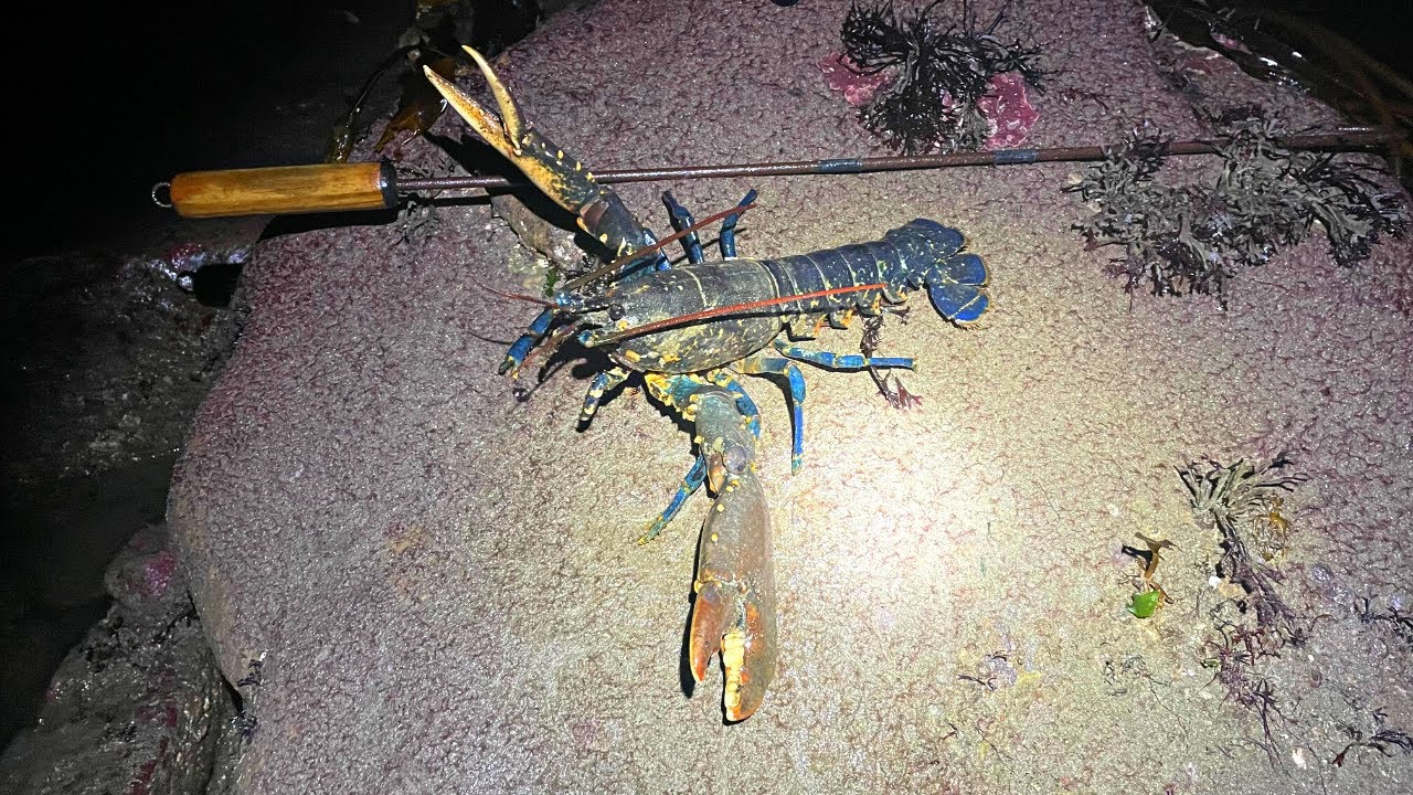 Coastal Foraging  - Lobster, Crabs, Urchins and Cod  - Foraging UK