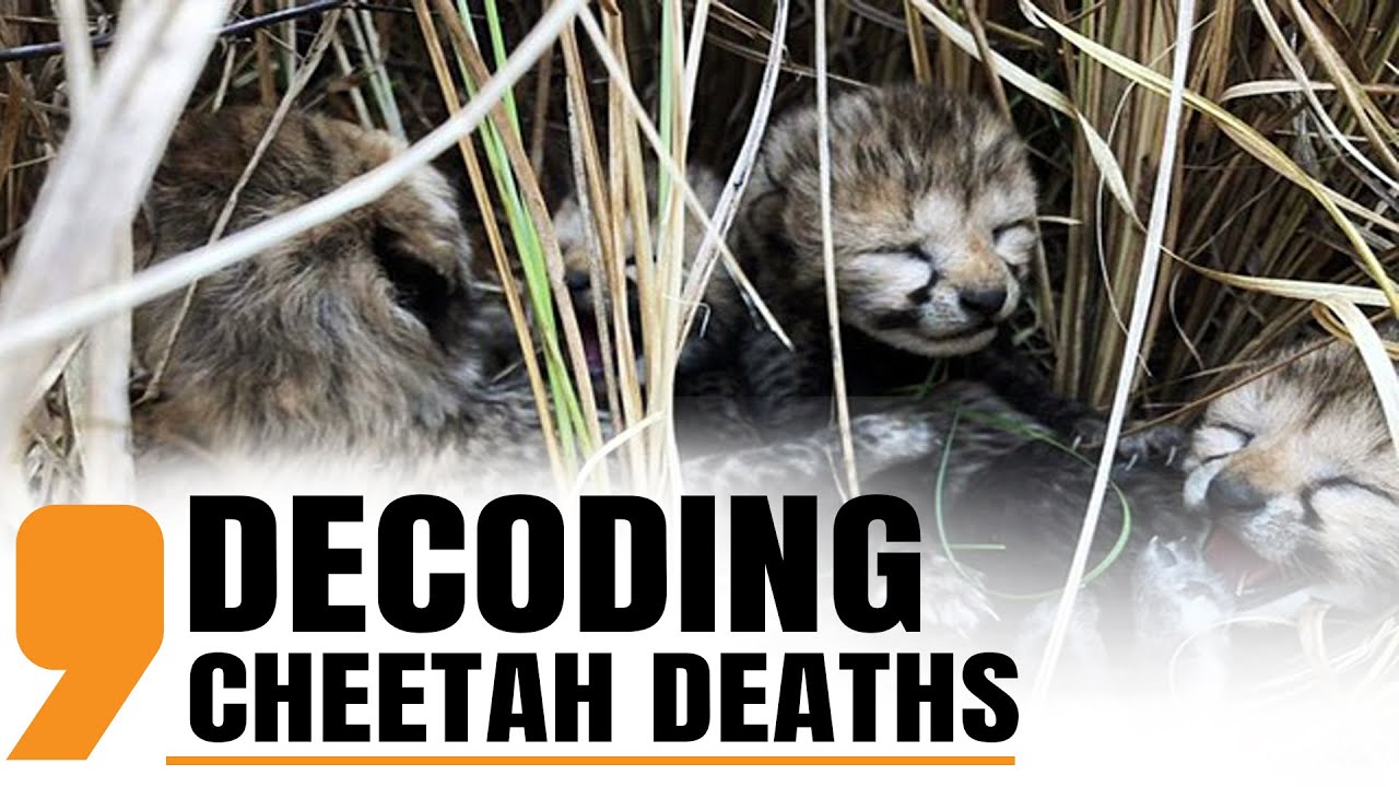 Live | Cheetah Deaths Decoded | What's Going Wrong With India's Cheetah Project? | News9
