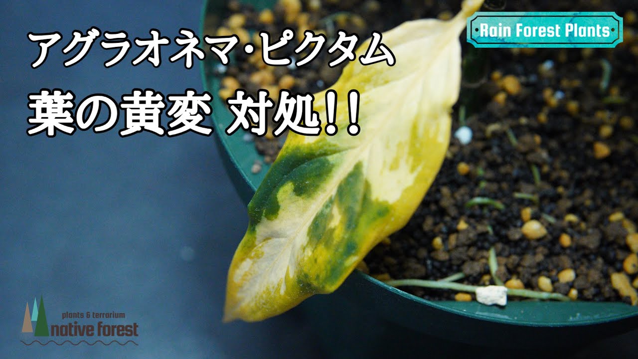 【アグラオネマ・ピクタム】葉が黄変してしまったので対処をしていきます！