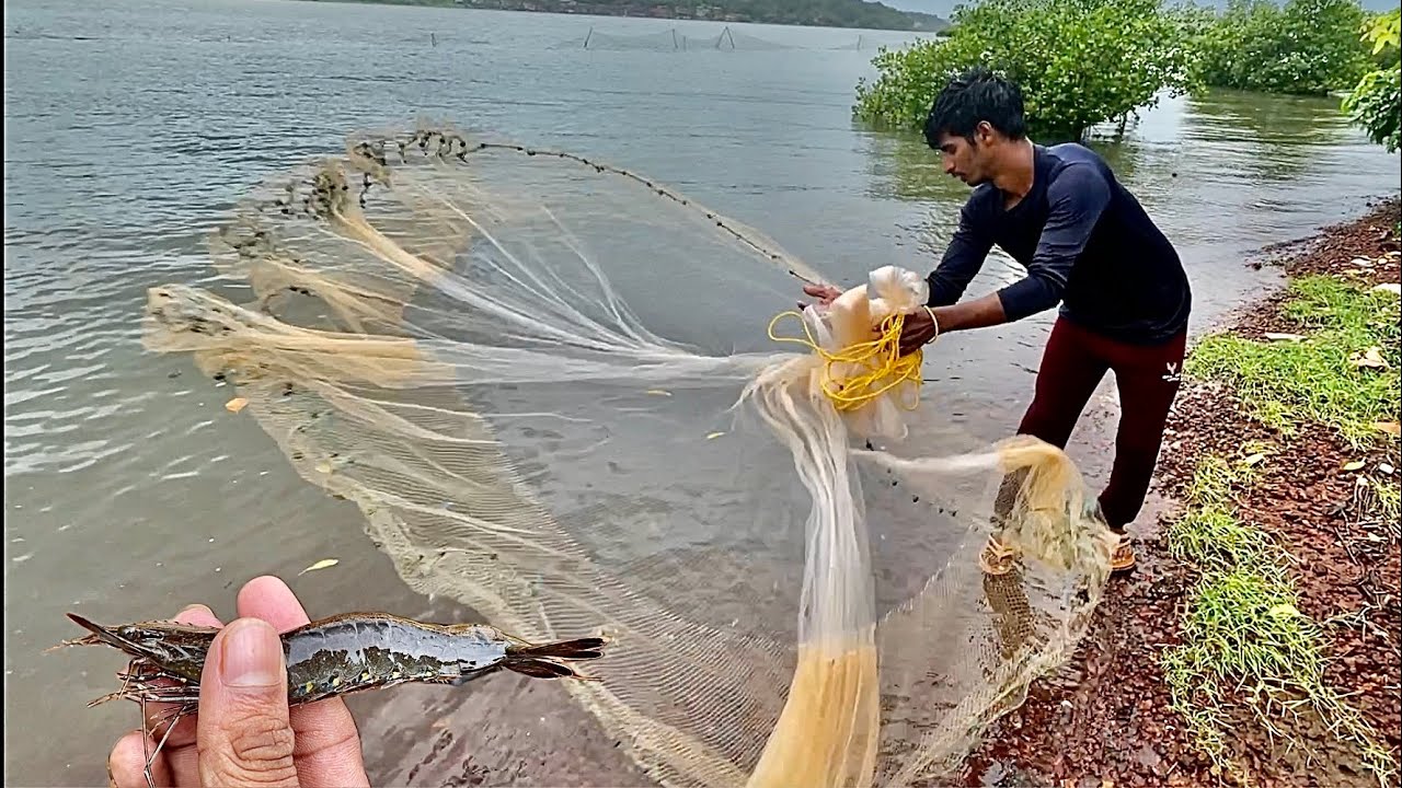 We caught tiger shrimp using cast net || ​⁠@bablusolkar