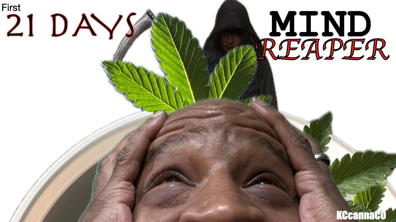 This is the first 21 days of the seedling stage *Staring: Mind Reaper by @LoudTimesNetwork