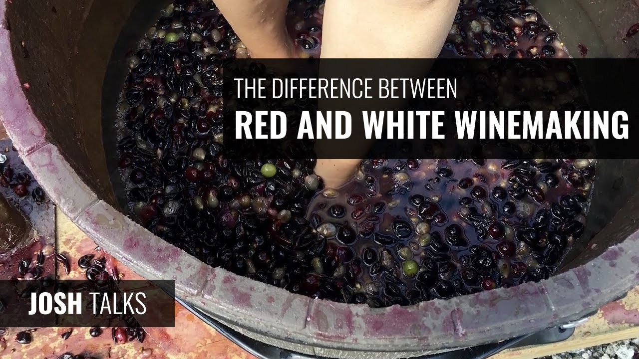 Josh Talks: The Difference Between Red and White Winemaking