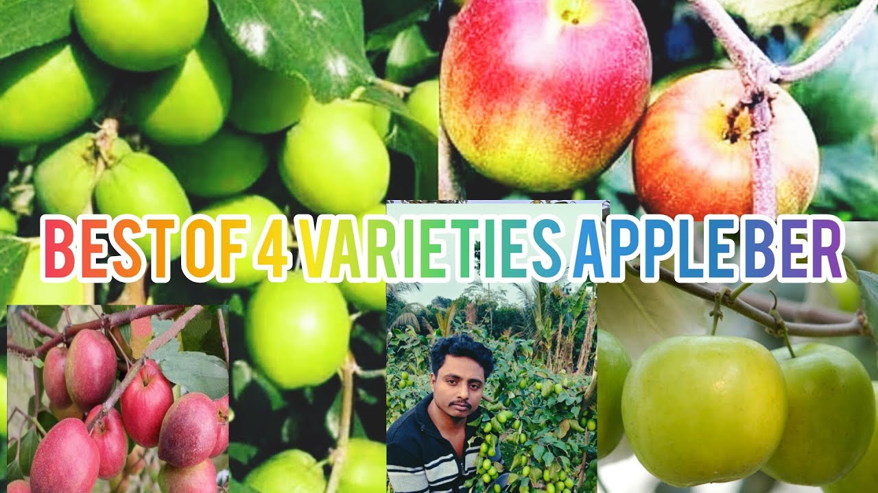 Best wishes 4 Apple Ber furit plant So Silk plant book whatsapp All Days Delivery Available India 