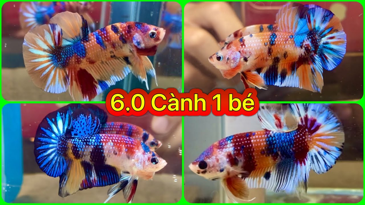 ĐỢT CÁ BETTA METALIC 6.0 CÀNH 1 BÉ || THANH THUÝ BETTA