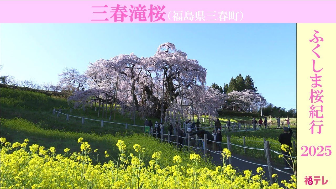 三春滝桜 訪れた人を魅了する佇まい　推定樹齢1000年超のシダレザクラ《ふくしま桜紀行2025》