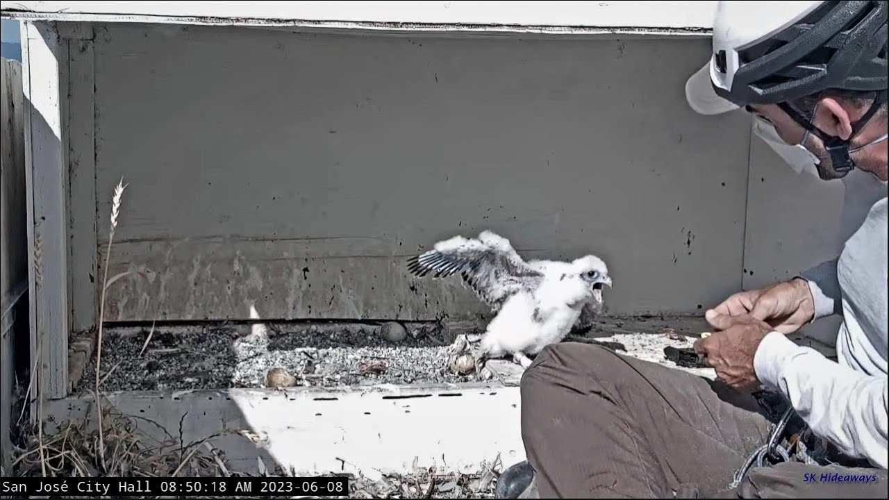 San Jose City Hall Falcons: Banding day highlights 🐥 2023 June 8