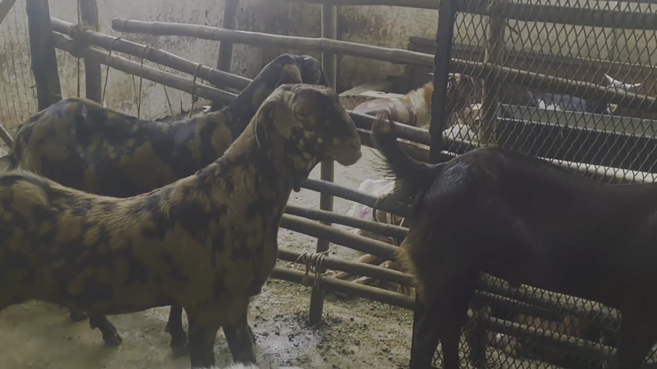Deonar Bakra Mandi  latest updates 2021