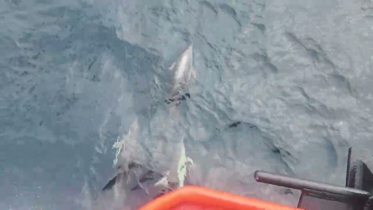Dolphin Computation on the Hauraki Gulf