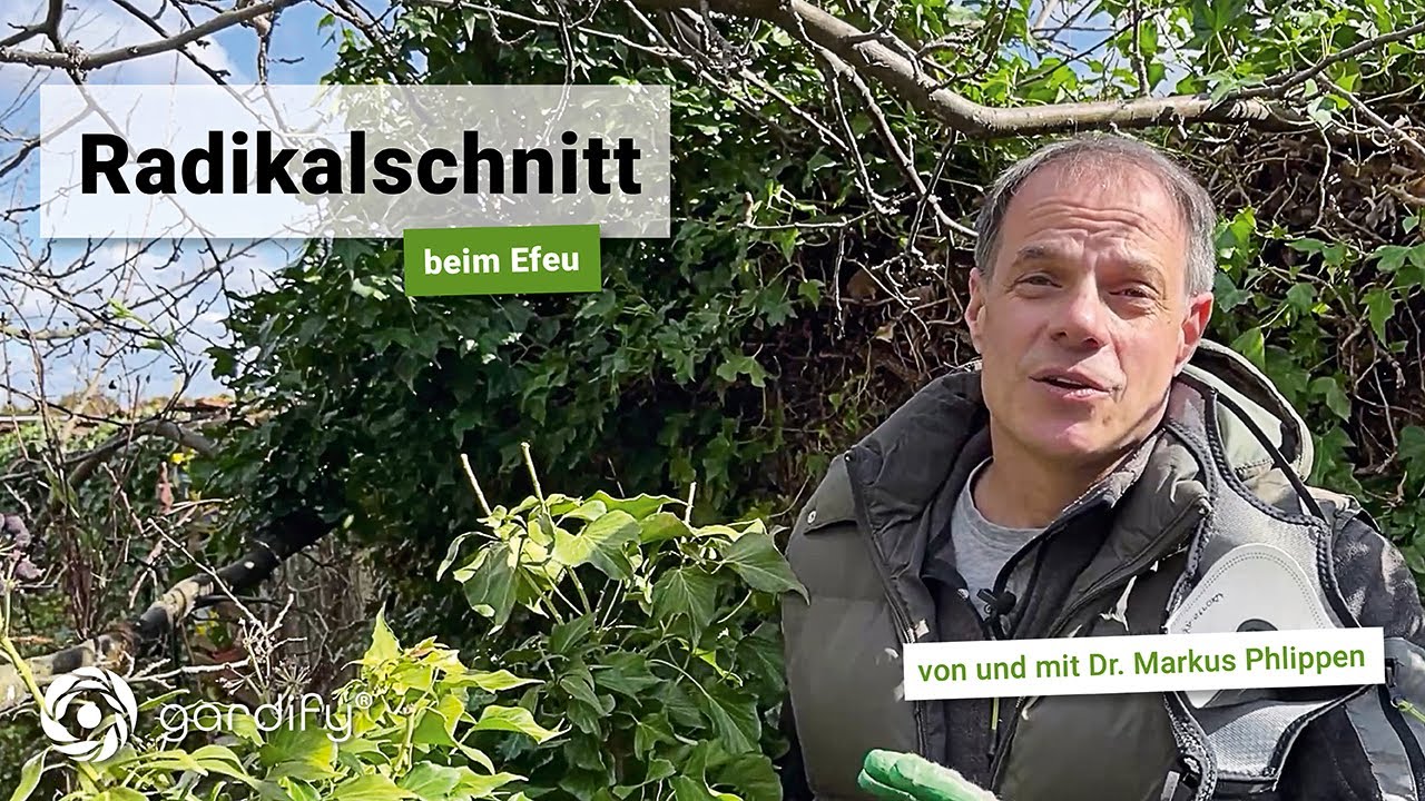 Radikalschnitt bei Efeu | gardify Tipps