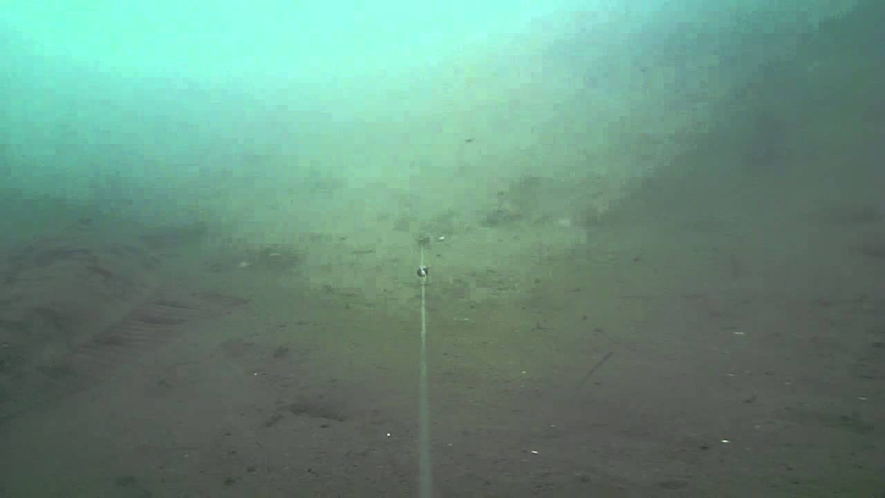 Flounder fishing on the Water Wolf in the Kingsbridge estuary