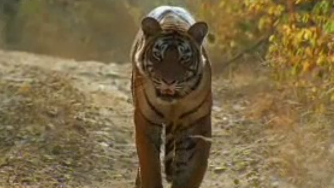 Sariska Tiger Extinction Scandal | Battle to Save the Tiger | BBC Studios