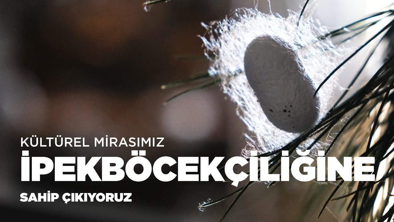 İpekböcekçiliğine sahip çıkıyoruz