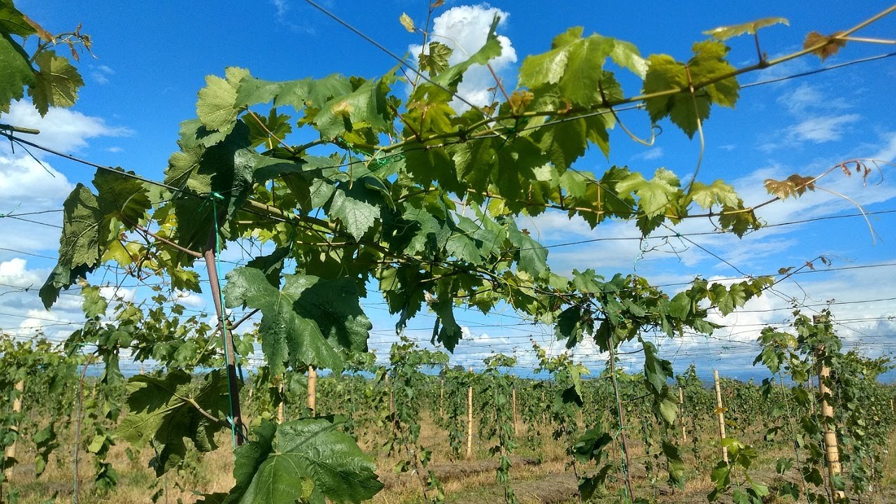 COMO SE DEBE DE HACER LA PRIMERA FORMACION A UNA PLANTA DE VID O UVA