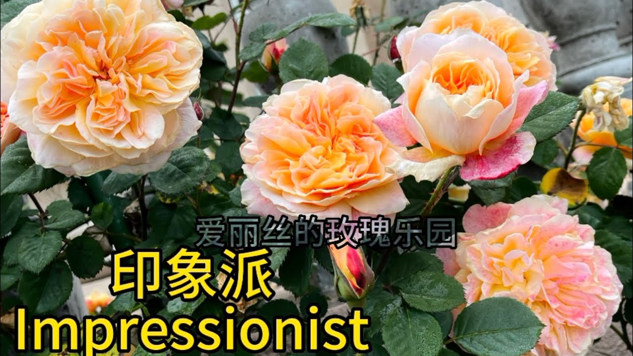品种介绍：大藤本印象派 The Impressionist, 花朵又大又美！