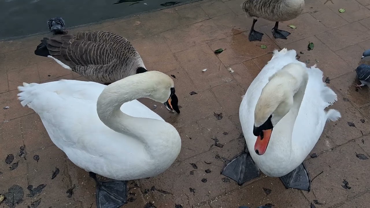 Days out with Guy*Cleethorpes boating lake February 2026*