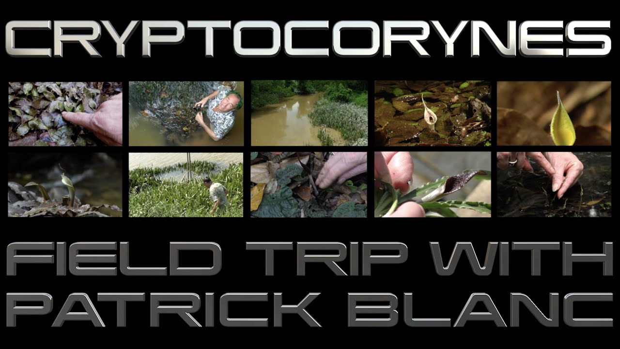 FIELD TRIP WITH PATRICK BLANC - CRYPTOCORYNES
