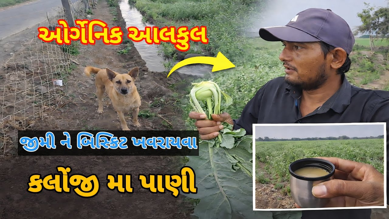 ઓર્ગેનિક આલકુલ || કલોજી પીયત kalonji 