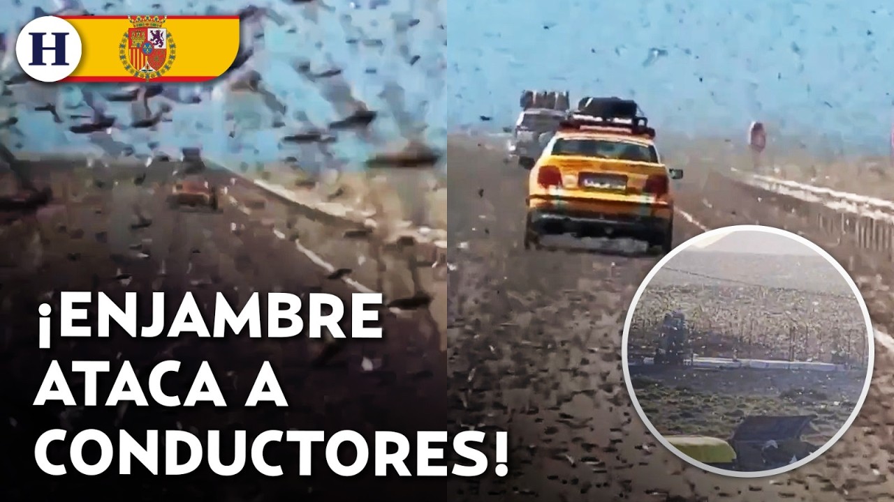 ¡Enjambre como de apocalipsis! Miles de langostas aterrorizan a conductores en carretera de España
